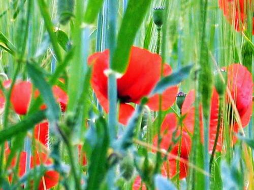 Poppyfield, Morocco (photograph) 