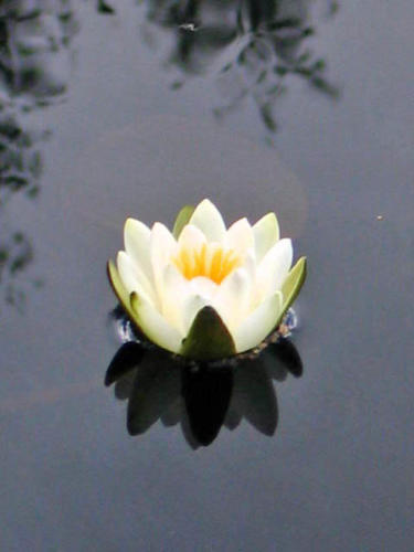 Waterlily (photograph)