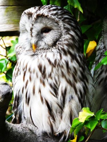 Barred Owl (photograph)