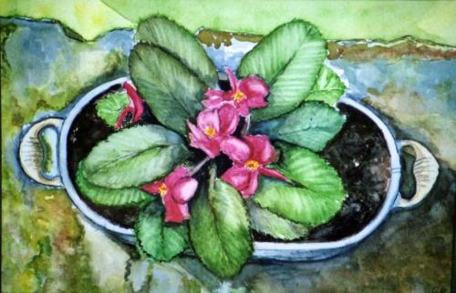 African Violet