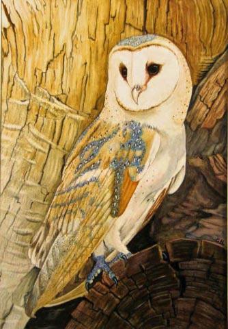 Female Barn Owl